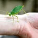 Are Katydids Dangerous?