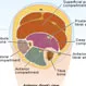 Compartment Syndrome