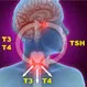 What Are the Main Functions of the Endocrine System?