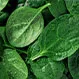 Diet and Nutrition: Health Benefits of Spinach