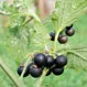 How Does Belladonna Work?