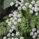 How Does Hemlock Kill You?